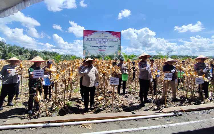 Panen dan Penanaman Kembali Jagung Hybrida di Desa Tahai Dukung Ketahanan Pangan