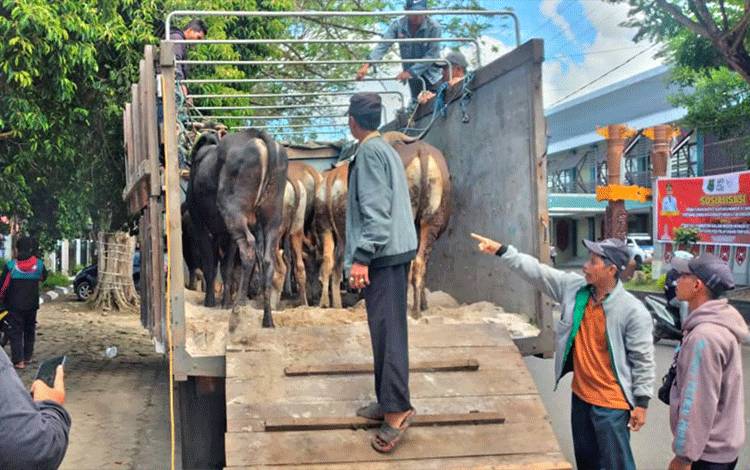 Desa Beserta Mitra di Pulang Pisau dan Kapuas Terima 32 Sapi Kurban dari Owner CBI Group H Abdul Rasyid AS