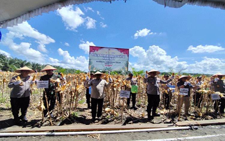 Kolaborasi Pemerintah dan Swasta Percepat Swasembada Jagung di Kalteng