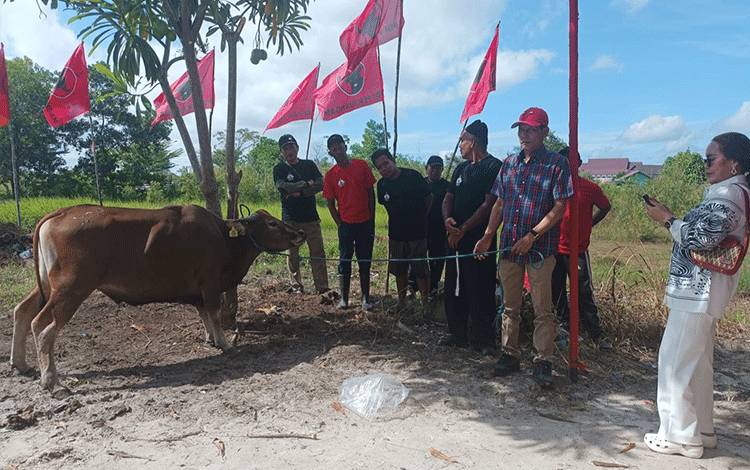 PDIP Kalteng Sembelih Lima Sapi Kurban, Bagikan 700 Kupon Daging kepada Kader dan Masyarakat