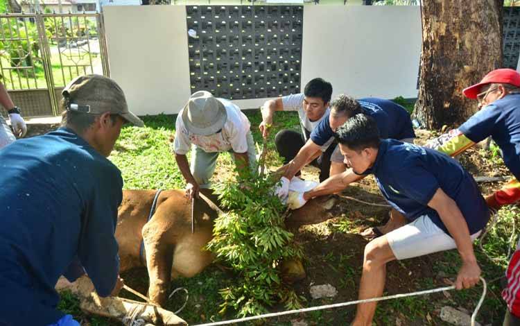 Sekretariat DPRD Kotim Gelar Penyembelihan 4 Ekor Sapi Kurban, Bagikan 500 Kupon untuk Warga