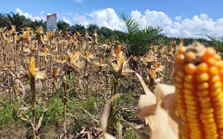 Indeks Harga yang Dibayar Petani di Kalteng Turun 0,07 Persen pada Mei 2025