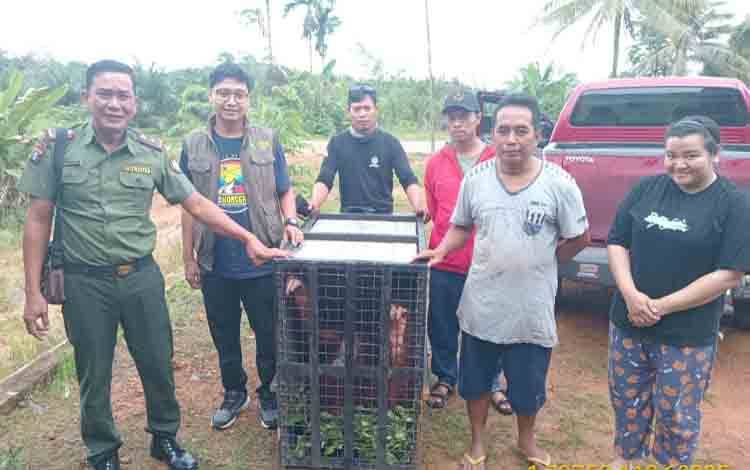 11 Tahun Orangutan Dirawat Warga Kotim, Akhirnya Diserahkan ke BKSDA