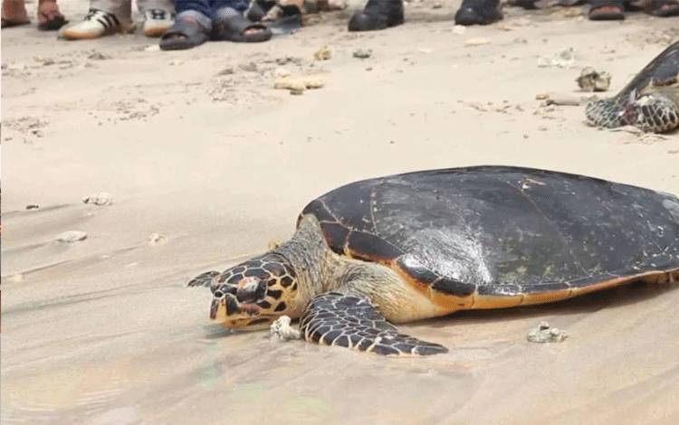 KKP Kolaborasi dengan Multi-Pihak Lindungi Penyu dan Cetacea
