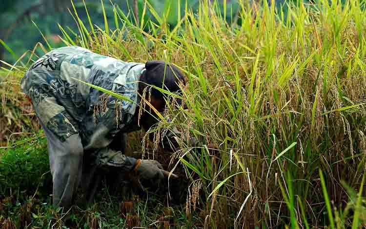 Kalteng Targetkan 164.358 Hektare Tambah Tanam Reguler 2025