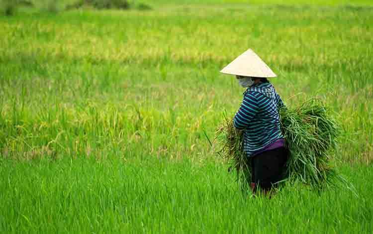 Kalteng Perkuat Data dan Pendampingan Sukseskan Tambah Tanam 2025