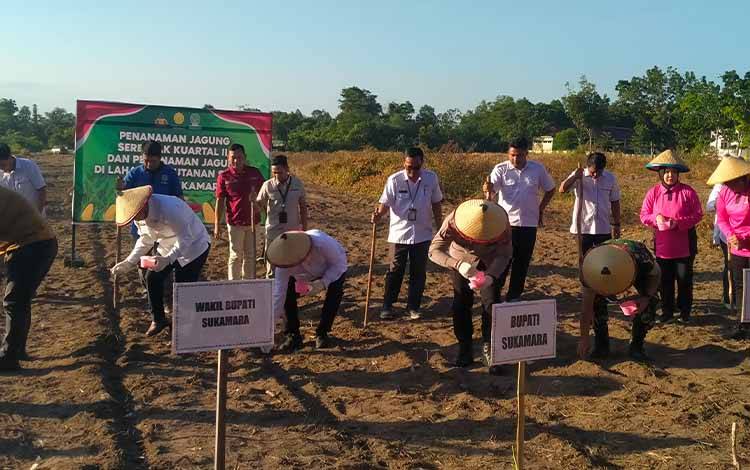 Polres-Pemkab Sukamara Tanam Jagung Serentak Kuartal III