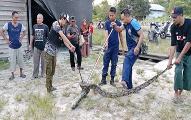 Ular Piton Sepanjang 4 Meter Mangsa 3 Kucing hingga Gegerkan Warga Pembuang Hulu I