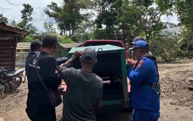 Aktivitas Panen Dihentikan, BKSDA Observasi Lokasi Serangan Beruang Madu terhadap 2 Pekerja Sawit