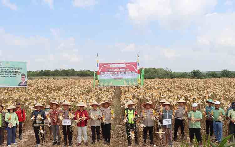 Panen Perdana Jagung Komposit di Desa Telang Jadi Langkah Nyata Menuju Kedaulatan Pangan Bartim