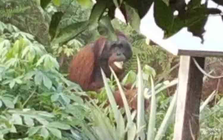 Orangutan Terlihat di Kebun Sawit Kelurahan Raja Seberang