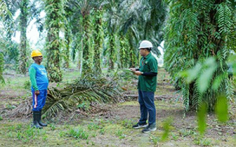 PT SSMS Tbk Tegaskan Komitmen Dukung Perkebunan Sawit Swadaya Berkelanjutan
