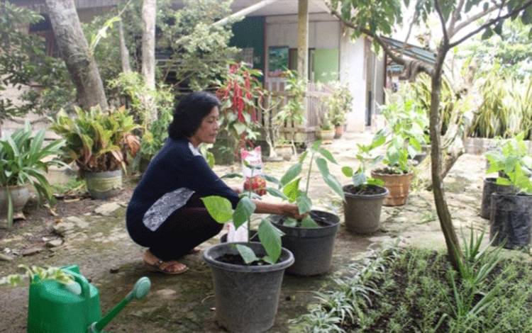Memetik Manfaat dari Pekarangan Rumah, Warga Kapuas Hilir Lestarikan TOGA dan Tanaman Buah