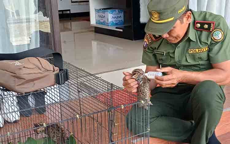 Cinta Satwa Membawa Bidan di Sampit Melepaskan 2 Anak Kucing Hutan Peliharaannya Kembali ke Alam