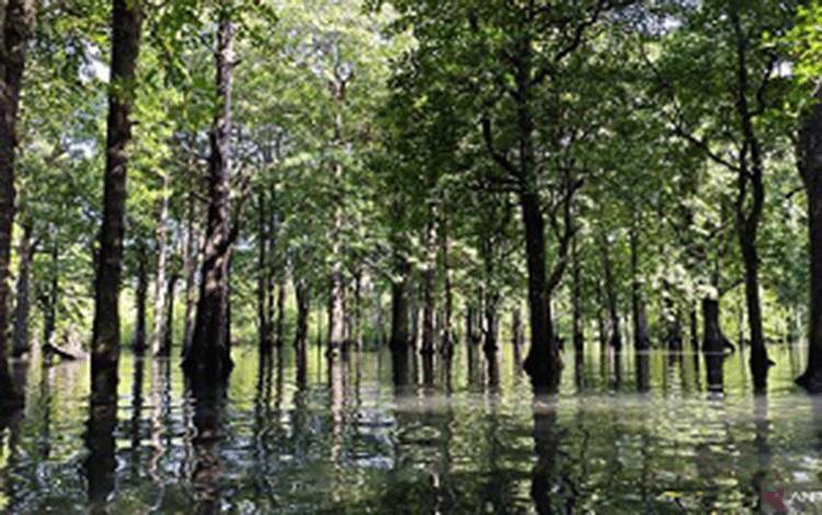 Menyusuri Keindahan Hutan Mangrove di Teluk Sulaiman, Kalimantan Timur