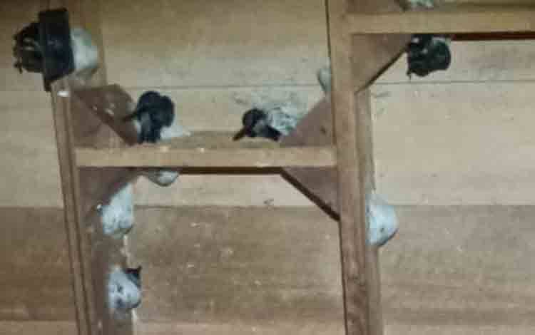 Pembudidaya Sarang Burung Walet di Sampit Keluhkan Harga Terus Anjlok