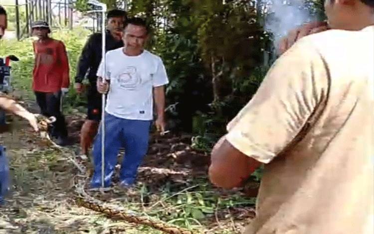 Ular Piton Sepanjang 3 Meter Berhasil Dievakuasi dari Permukiman Warga di Kuala Kapuas