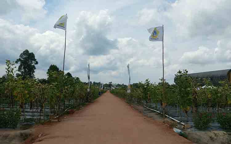 Pemkab Kobar Dukung Keberlanjutan Lahan Demplot di Sport Center Jadi Sarana Edukasi Pertanian