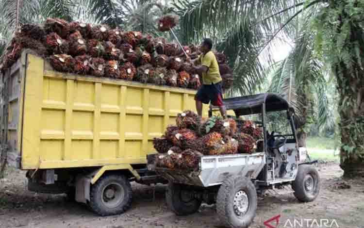 Kemendag: Permintaan India dan Kebijakan B50 Dongkrak HR CPO