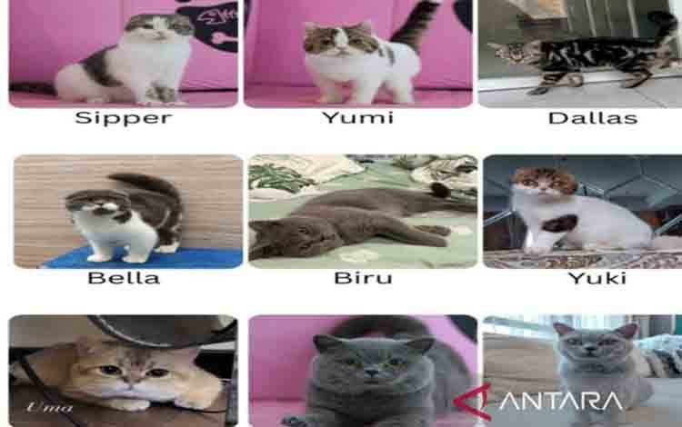 Astrid Kuya Berharap Kucingnya Bisa Kembali