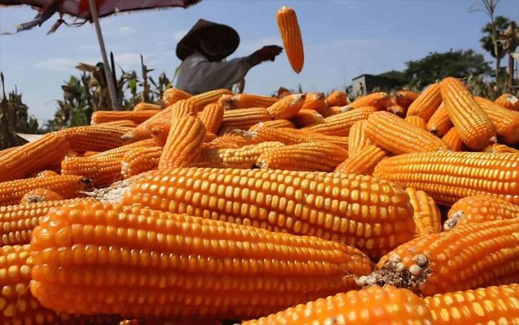 Kementan Siapkan Langkah Antisipatif Stabilkan Harga Pakan Ternak