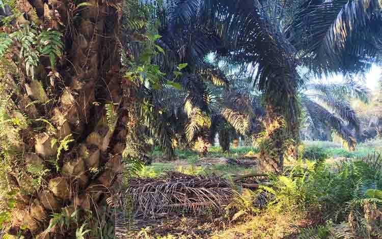 Ekspor Sawit Indonesia Meningkat Tajam Meski Produksi Menurun