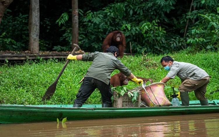 Pulau Salat Didorong Jadi Pusat Riset Konservasi Orangutan Indonesia