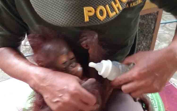 BKSDA Sampit: Temuan Bayi Orangutan Tanpa Induk Hal Tak Biasa
