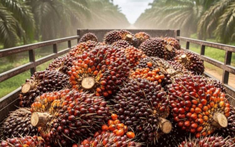 Perusahaan Sawit di Kotim Rugi Puluhan Miliar Pasca Penertiban Satgas PKH
