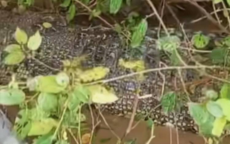 Misteri Bangkai Buaya Hanyut di Sungai, BKSDA Sampit Minta Warga Ikut Bantu Penanganan