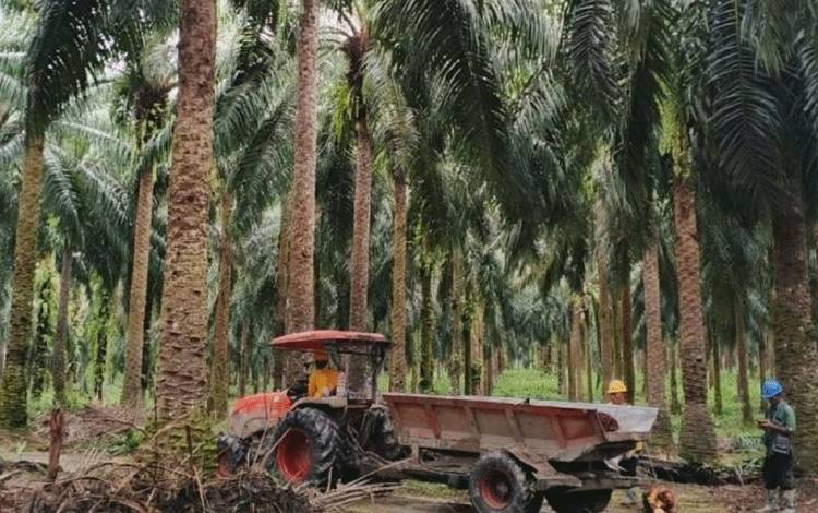 Ekonom Sebut Peran Pemerintah Krusial Dalam Alih Kelola Kebun Sawit
