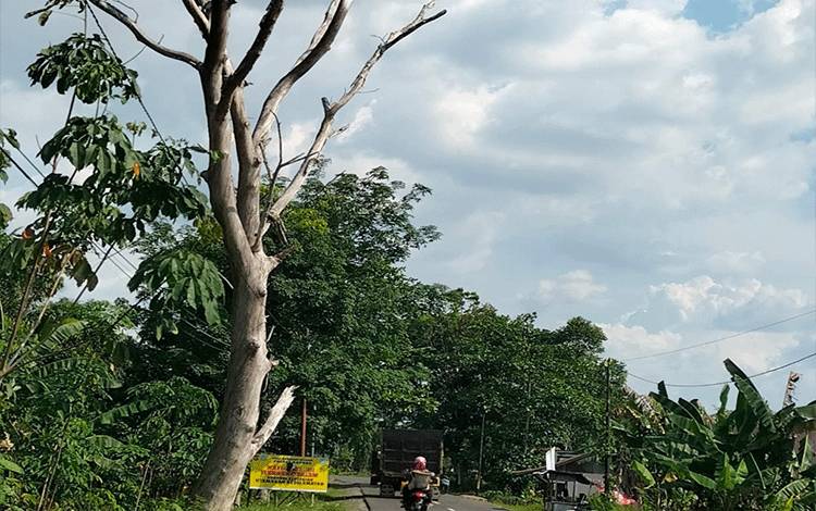 Warga Kapuas Keluhkan Pohon Mati Berbahaya Tak Kunjung Ditangani