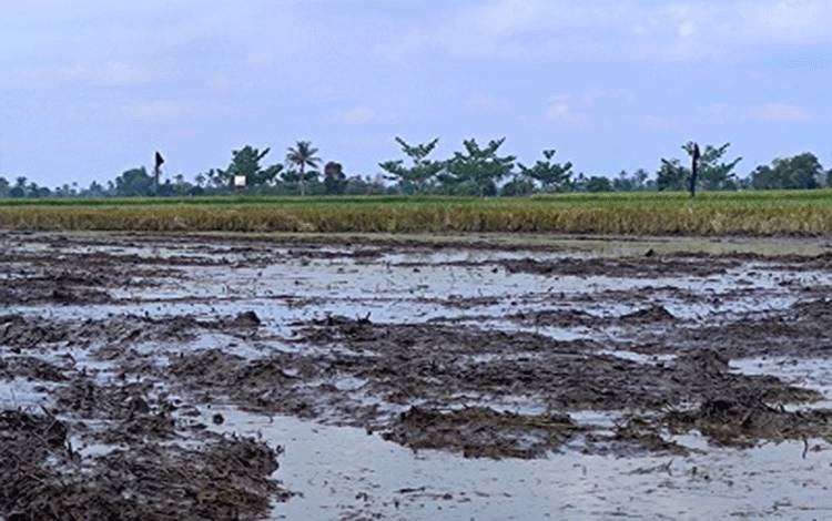 Presiden Beri Atensi Khusus terhadap Progres Cetak Sawah di Kalteng