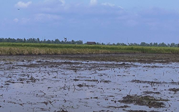 Kejati Kalteng Ingatkan Integritas dan Akuntabilitas Program Cetak Sawah