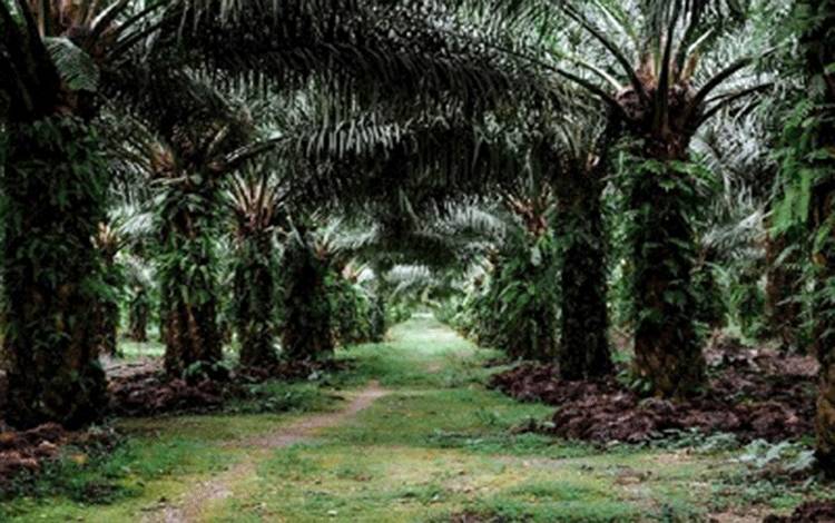 Kelapa Sawit, Tanaman Serbaguna yang Mendukung Ekonomi Hijau