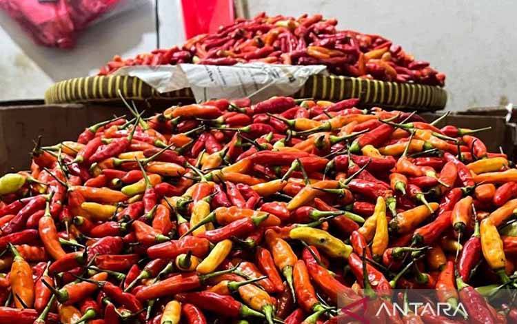Harga Cabai di Kotawaringin Barat Melonjak, Emas Justru Turun