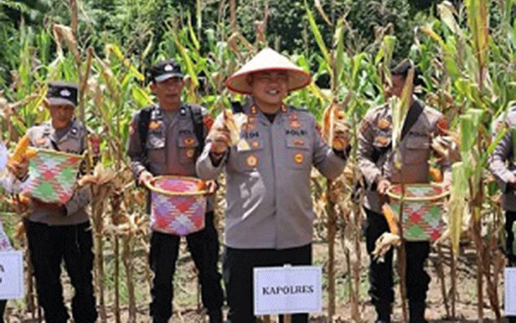 Kapolres Kapuas Laksanakan Panen Raya Jagung Serentak di Sei Pasah
