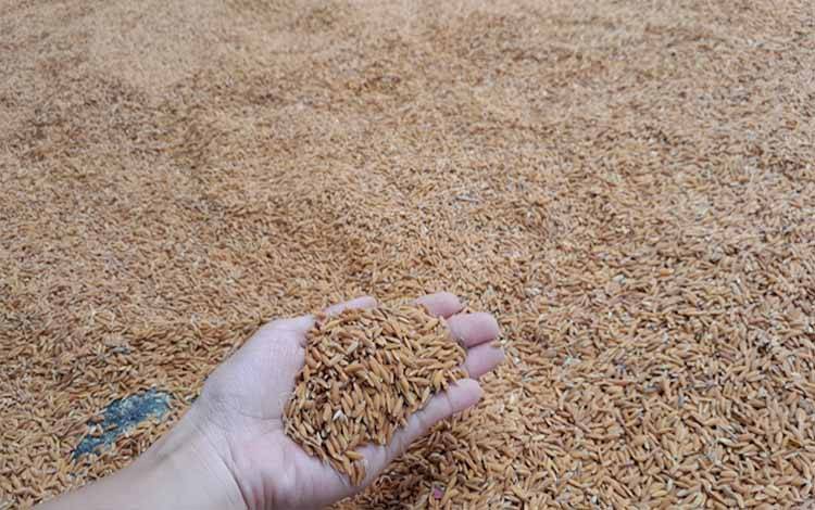 Harga Gabah dan Benih Padi Jadi Tantangan Bagi Petani Kecamatan Bukit Raya Katingan