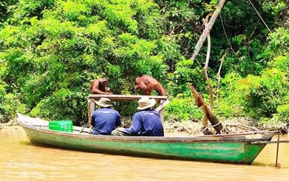 Pulau Salat Didorong Jadi Zona Hijau Permanen, Kreator Muda Ikut Kampanye Konservasi Orangutan