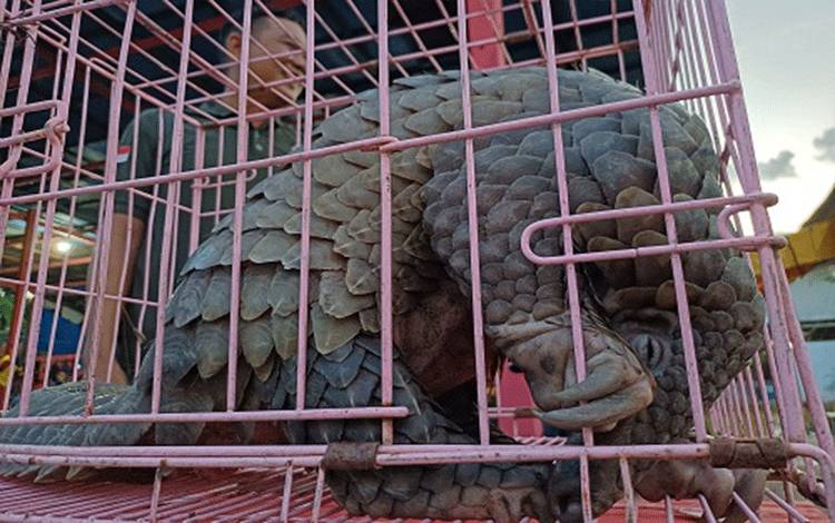 BKSDA Sampit Terima Trenggiling Hasil Evakuasi di Dalam Peti Kemas Pelabuhan Bagendang