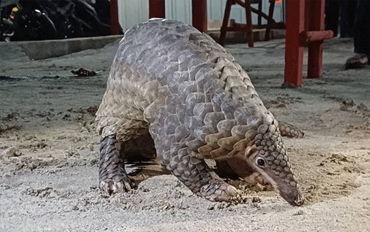 BKSDA Sampit Telusuri Dugaan Penyelundupan Trenggiling Hasil Evakuasi di Peti Kemas Pelabuhan Bagendang