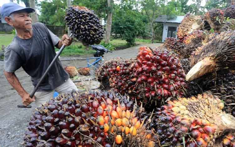 Denda Sawit dalam PP 45/2025 Jadi Sorotan, Guru Besar IPB Usulkan Revisi Peta Kawasan Hutan