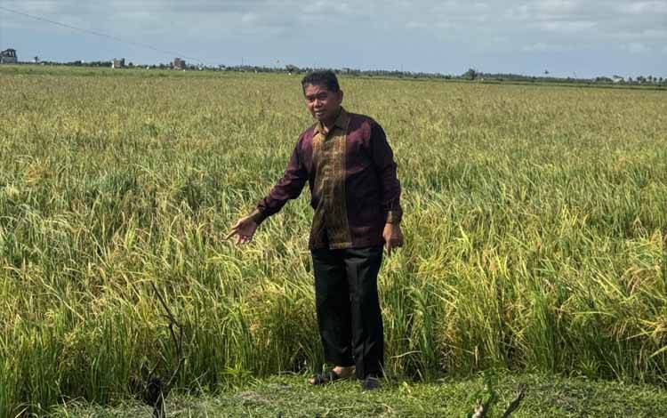 DPRD Kotim Soroti Serangan Ulat Pasak di Lampuyang, Minta Dinas Terkait Beri Pendampingan untuk Petani