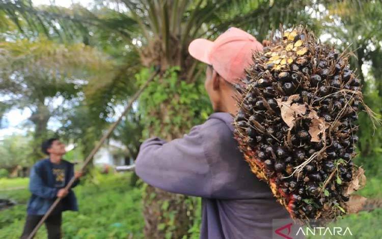 Pakar Hukum Kehutanan: PP 45/2025 Mengancam Keberlanjutan Industri Sawit Nasional