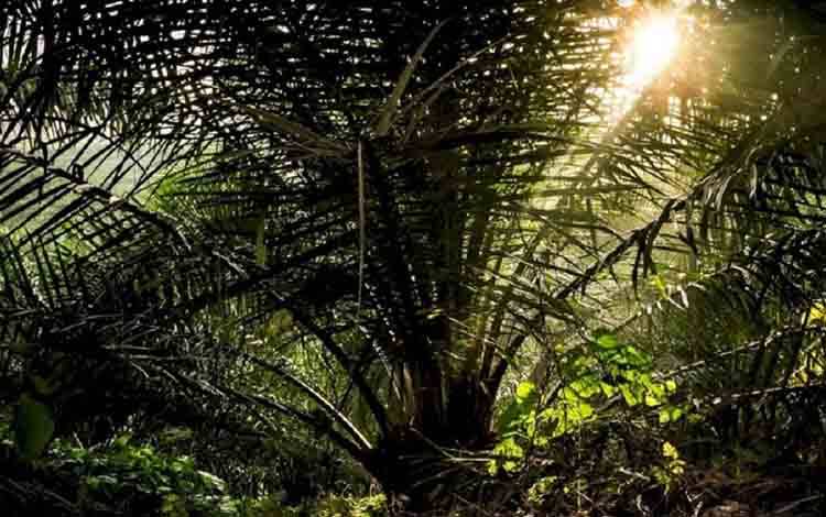 Kelapa Sawit, Tanaman Minyak Nabati Paling Efisien dalam Penggunaan Lahan dan Air