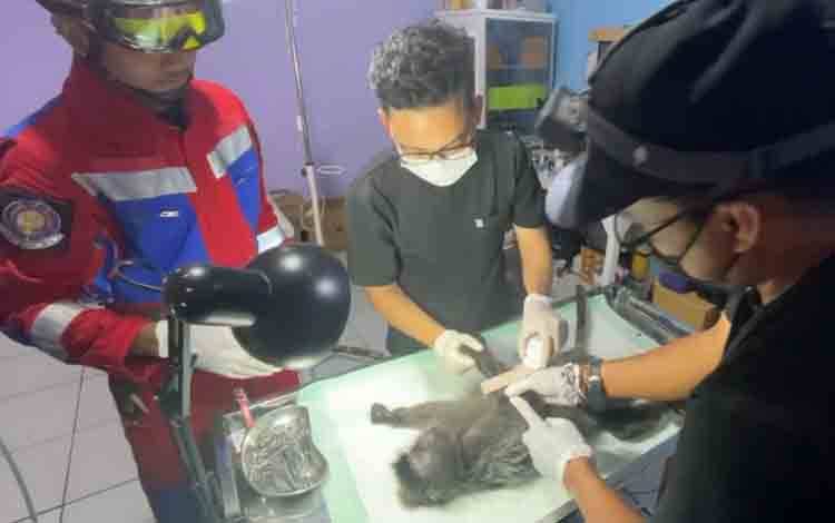 Lutung Abu-Abu Terluka Diselamatkan Warga, Dari Kota Besi Diserahkan ke Mako Damkar Kotim