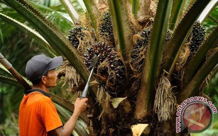 Merugikan Petani Sawit, Aspekpir Minta Pemerintah Kaji Ulang PP 45/2025