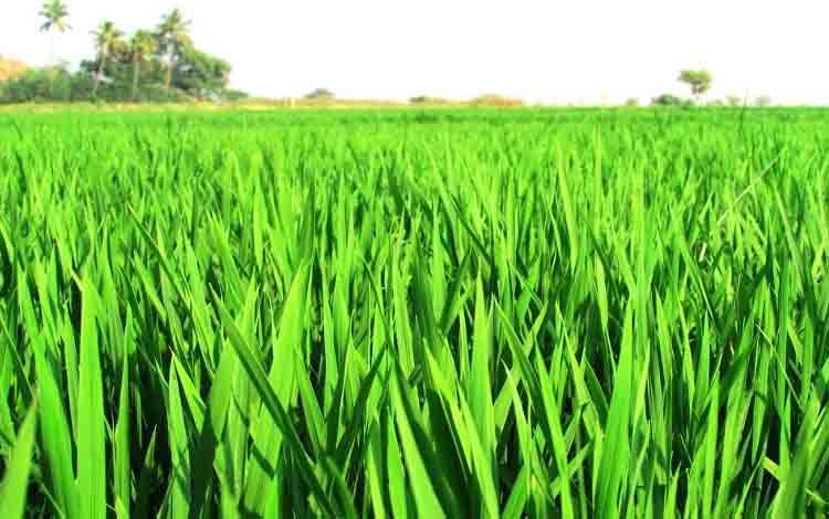 Tunjang Kearifan Lokal, Pemda Diminta Cepat Petakan Lahan Non-Gambut