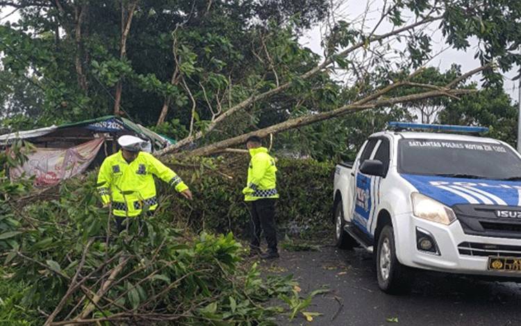 Pohon Tumbang Akibat Hujan Deras Tutup Jalan Pramuka Sampit