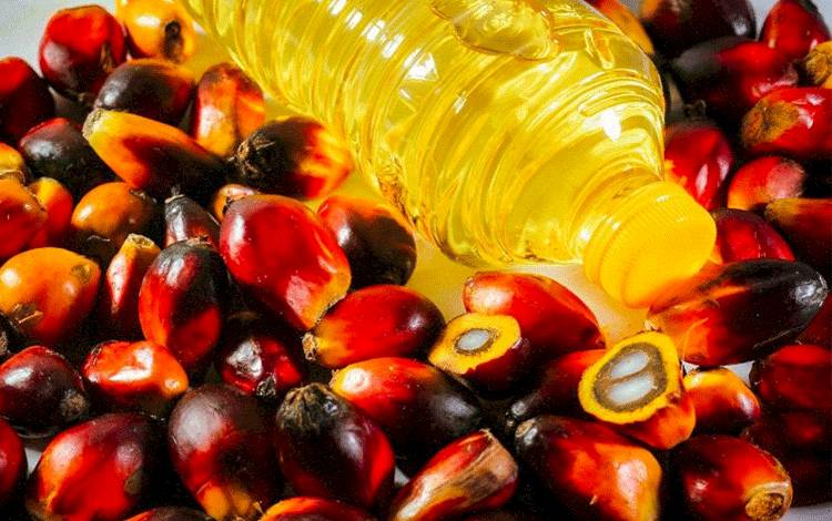 Minyak Goreng Sawit Makin Dominan, BPDP Tegaskan Peran Strategis dalam Ketahanan Pangan Nasional